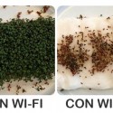  Wifi afecta al crecimiento de las plantas